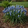 Muscari Bulb Aucheri Ocean Magic Grape Hyacinth