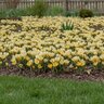 Crocus Bulb Chrysanthus Cream Beauty Small Flowering Crocus