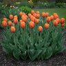 Tulipa Bulb Triumph Hermitage Tulip