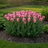 Tulipa Bulb Fringed Fancy Frills Tulip