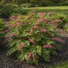 Dicentra Bulb Spectabilis Bleeding Heart 2/3 Eye