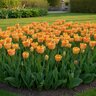 Tulipa Bulb Darwin Hybrid Banja Luka Tulip