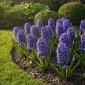 Hyacinthus Bulb Orientalis Blue Hyacinth