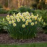 Narcissus Bulb Miniature Minnow Rockgarden Daffodil