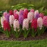 Hyacinthus Bulb Orientalis The Pinks Mixture Hyacinth