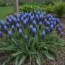 Muscari Bulb Latifolium Broad Leaf Grape Hyacinth