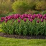 Tulipa Bulb Triumph Negrita Tulip