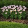 Tulipa Bulb Species Bakeri Lilac Wonder Tulip