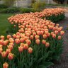 Tulipa Bulb Single Early Apricot Beauty Tulip