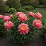 Paeonia Bulb Lactilfora Coral Charm Peony