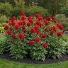 Dahlia Bulb Dinnerplate Babylon Red Decorative Dahlia