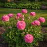 Ranunculus Bulb Tecolote Pink Persian Buttercup