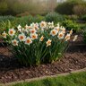 Narcissus Bulb Large Cup Professor Einstein Daffodil