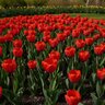 Tulipa Bulb Triumph Escape Tulip