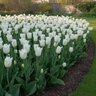 Tulipa Bulb Single Late Maureen Tulip