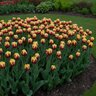 Tulipa Bulb Triumph Gavota Tulip