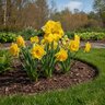 Narcissus Bulb Split Corona Cassata Daffodil