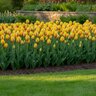 Tulipa Bulb Single Late La Courtine Tulip