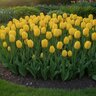 Tulipa Bulb Darwin Hybrid Golden Parade Tulip