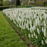 Muscari Bulb Botryoides Album Grape Hyacinth
