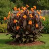 Canna Bulb Indica Wyoming Canna Lily 2/3 Eye