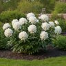Paeonia Bulb Lactiflora Duchesse De Nemours Peony