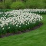 Narcissus Bulb Double Flower Drift Daffodil