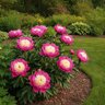 Paeonia Bulb Lactiflora Bowl of Beauty Peony 2/3 Eye