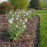 Fritillaria Bulb Meleagris Checkered Lily