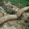 IF Green Solutions Straw Wattle 9 in. x 25 ft. 