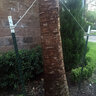 T-Post Painted 6 ft. 1-1/4 lb. w/ Spade