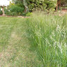 Ernst Native Solar Farm Mix
