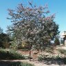 Acacia baileyana Purpurea Purple Cootamundra Wattle