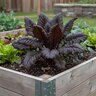 Brassica Juncea var. Rugosa Giant Red Mustard