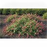 Acalypha Reptans Summer Love Dwarf Chenille
