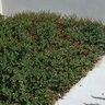 Arctostaphylos X Emerald Carpet Manzanita
