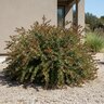 Arctostaphylos X John Dourley Manzanita