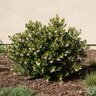 Arctostaphylos Hookeri Wayside Manzanita