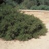 Arctostaphylos Hookeri ssp. Hookeri Manzanita