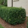 Buxus x Chicagoland Green Boxwood