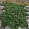 Arctostaphylos Uva-Ursi Bearberry Kinnikinnick