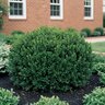 Buxus sempervirens Vardar Valley Boxwood