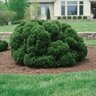Chamaecyparis Obtusa Nana Gracilis Hinoki Falsecypress