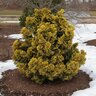 Chamaecyparis Obtusa Nana Lutea Hinoki Falsecypress