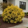 Chamaecyparis Pisifera Vintage Gold Japanese Falsecypress