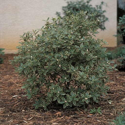Daphne Odora Aureo-marginata Winter Daphne