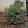 Daphne odora Aureo-marginata Winter Daphne 7 gal. Container