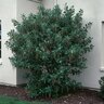 Garrya Elliptica Silktassel