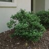 Ilex glabra Compacta Inkberry Holly