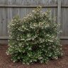 Gaultheria Shallon Salal